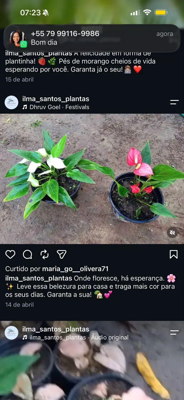 Plantas - Foto 4