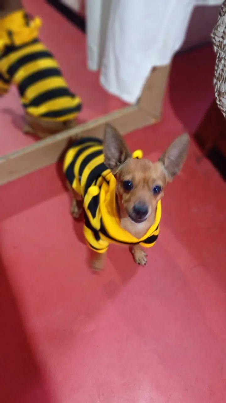 Roupas pets - Foto 4