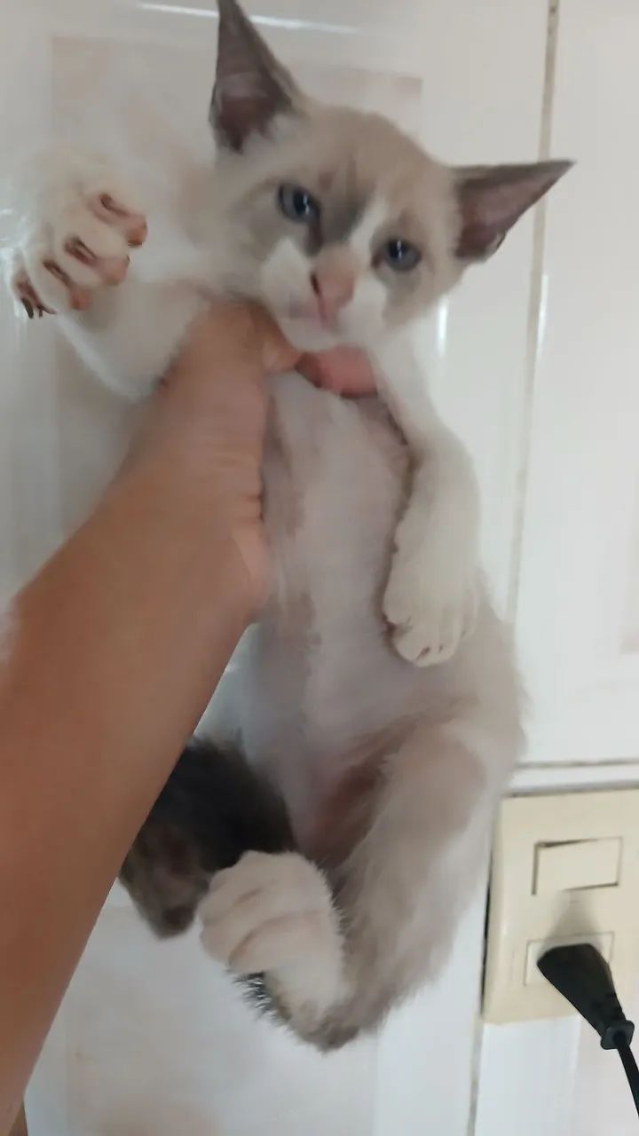 Casal de gatos  - Foto 2