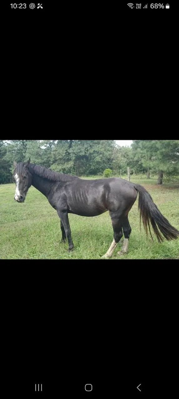 Vendo Cavalo 