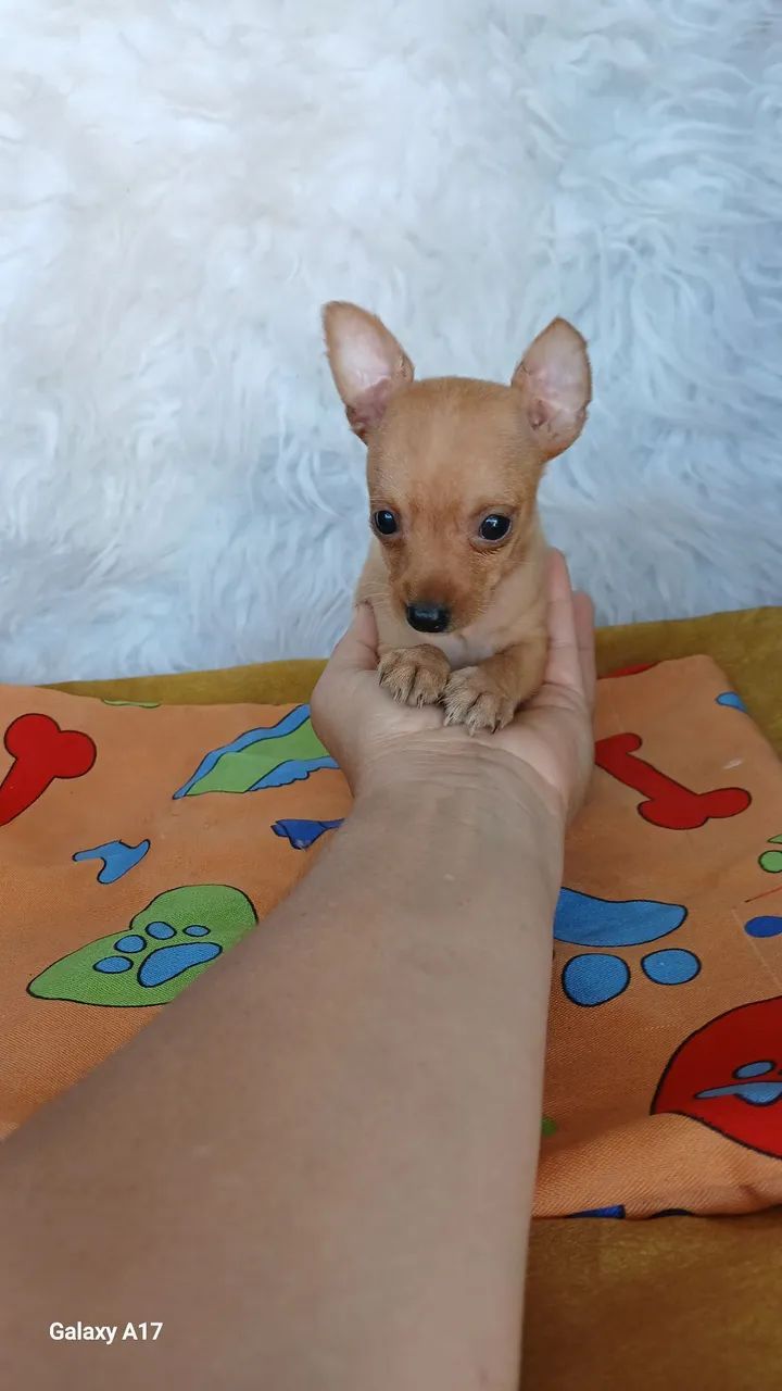 Pinscher bem .miudos - Foto 2