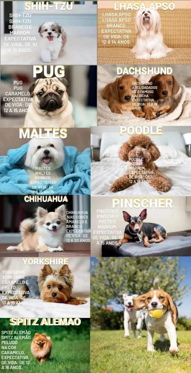 300 creche & hotel pet combos pacotes promocionais - Foto 5