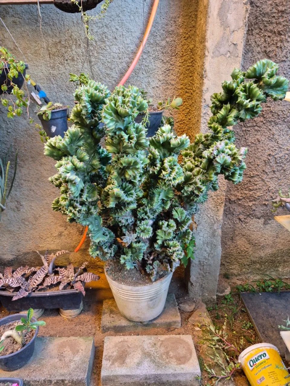Euphorbia Cristata Grande 93 cm - Planta Ornamental