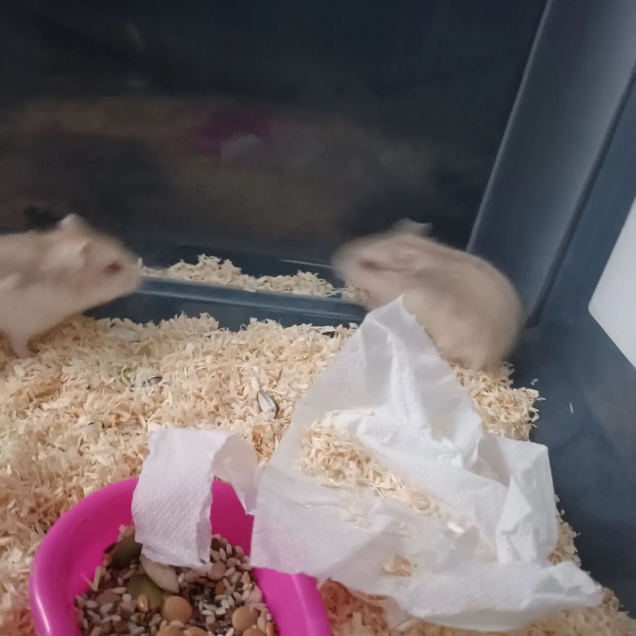 Dwarf Russian Hamster65171893398785121