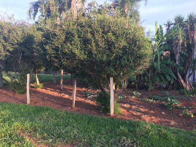 Chácara à venda de 1 alqueires e meio no município de Firminópolis - Foto 3