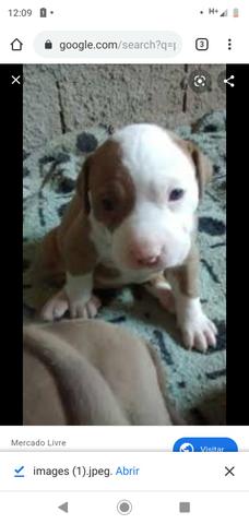 Pitbull América Puros - Foto 2