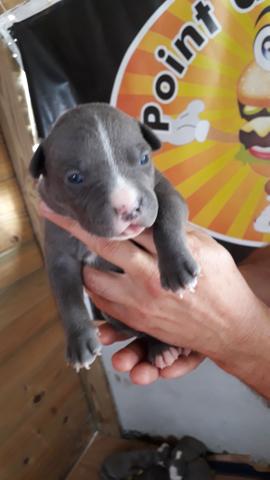 Filhote de American Staffordshire Terrier Blue Nose - Foto 2