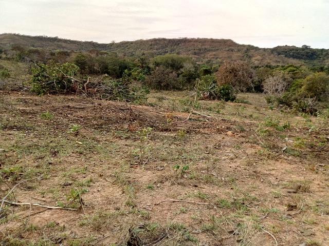 Venda de Fazenda, 650 hectares, Guiratinga - MT - Foto 8