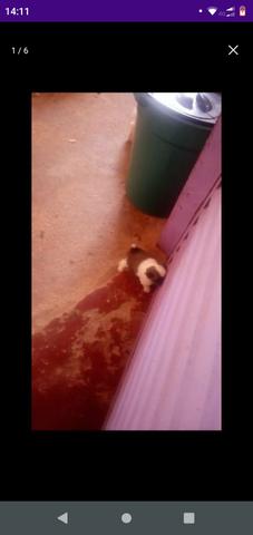Vendo shih TZU
