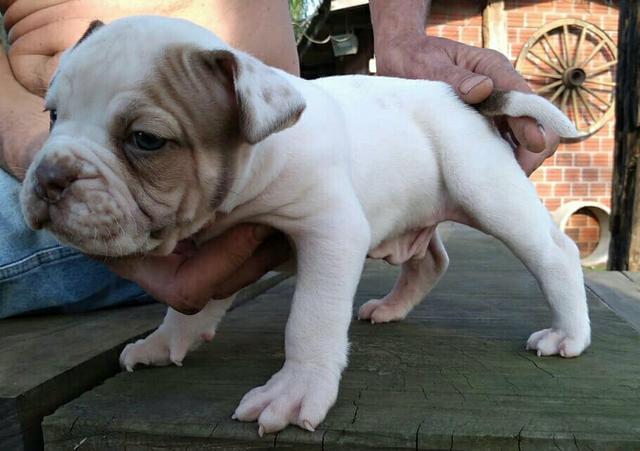 Buldogue Campeiro - Foto 3