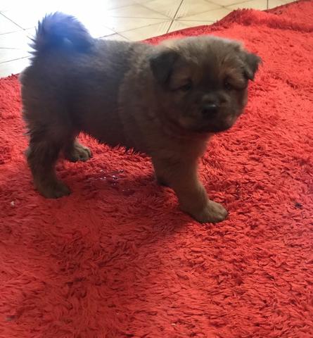 Filhote de chow-chow - Foto 2