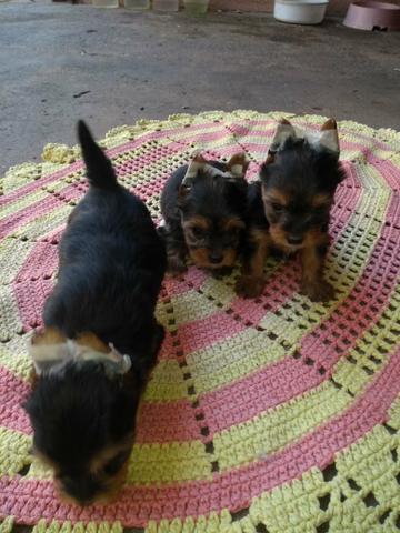 Vendo Filhote yorkshire Terrier - Foto 6