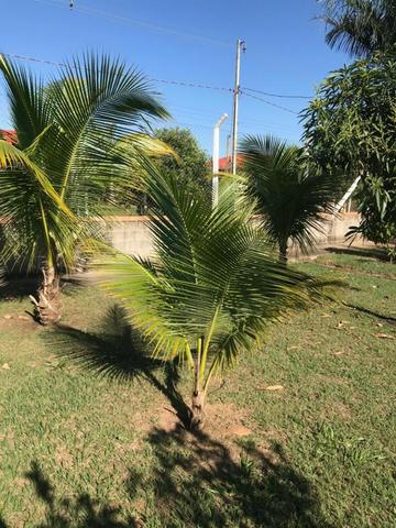 Chácara 2.300 m² + Casa Alv. Machado (sentido Cel Goulart) - Foto 13