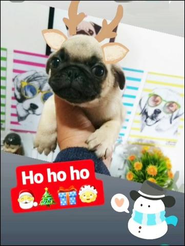 Babys PUGs prontos pra entrega - Foto 2