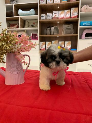 Filhotes de Shih-tzu - Foto 3
