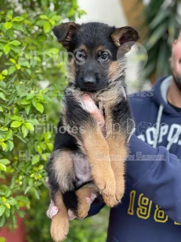 PASTOR ALEMÃO – Consulta Dog Vet