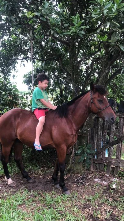 Vendo  ou  pego outro - Foto 3