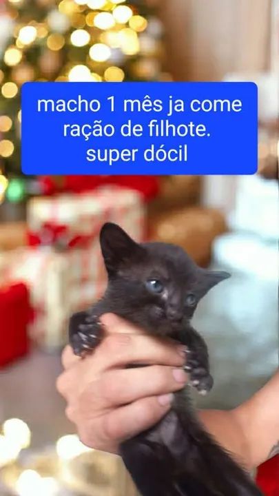 Gatinho preto 1 mês - Super dócil!