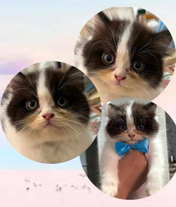 Filhotes de Gato Persa - Foto 5