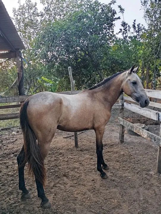 Potra Mangalarga Marchador - Foto 2