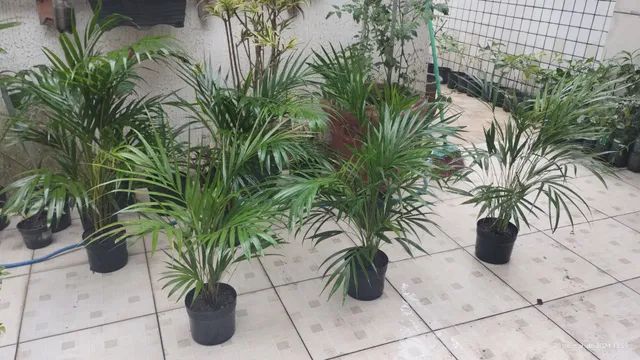  Palmeira Areca - Foto 3