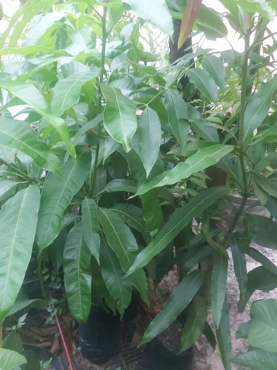 MUDA GOIABA TAILANDESA VERMELHA ENXERTADA  - Foto 3