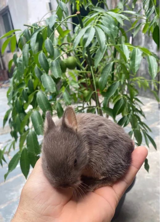 Coelhinho bebê - raça mini - Foto 6