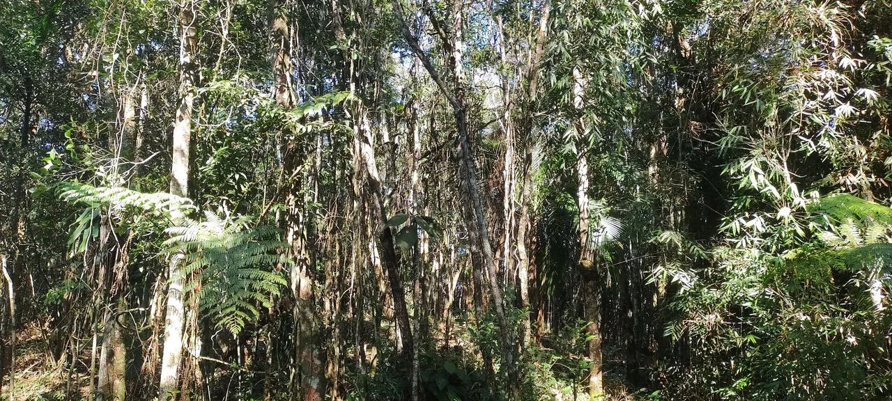 Lindos 20 mil mts izolado próximo asfalto 93 mil reais  - Foto 2