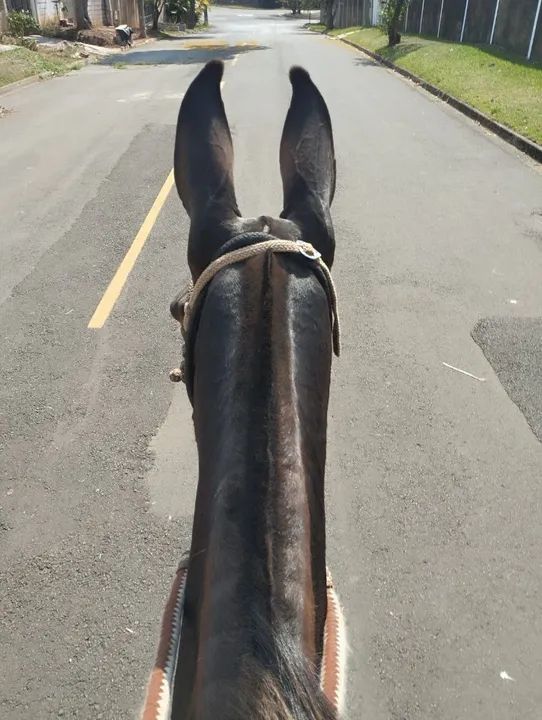 De total confiança marchadera natural, grande pronta. - Foto 3