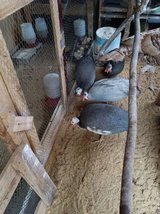 Ganso sinaleiro chinês 6 meses manso - Foto 4