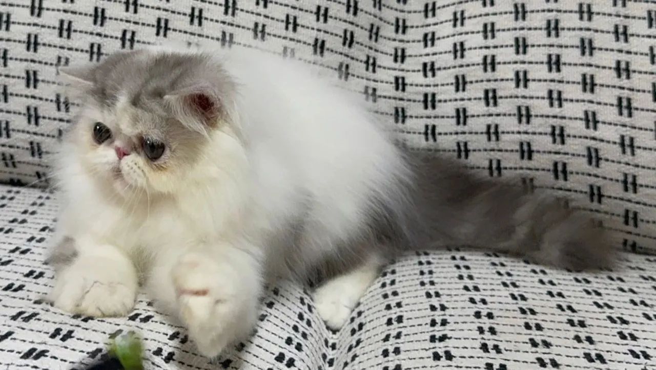 Gatinho persa lindo e dócil com pedigree  - Foto 5