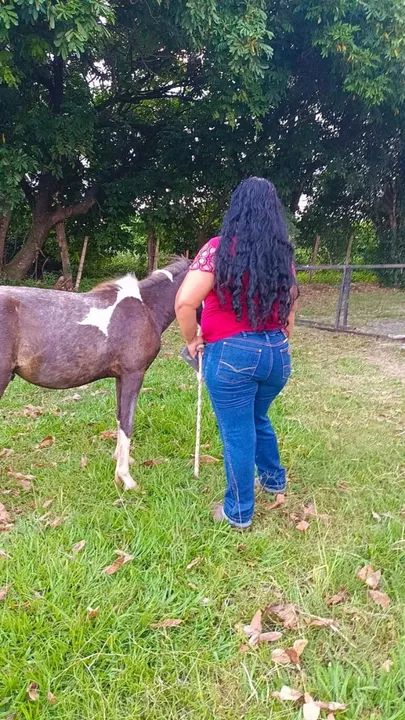 Vendo pônei Pampa de preto dois anos manso