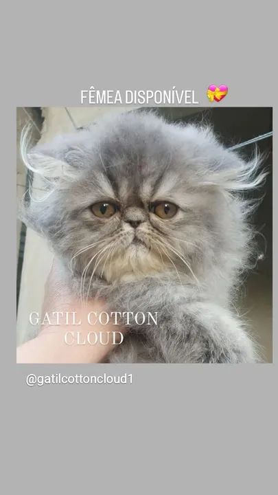 Filhote de gato persa com pedugree  - Foto 5