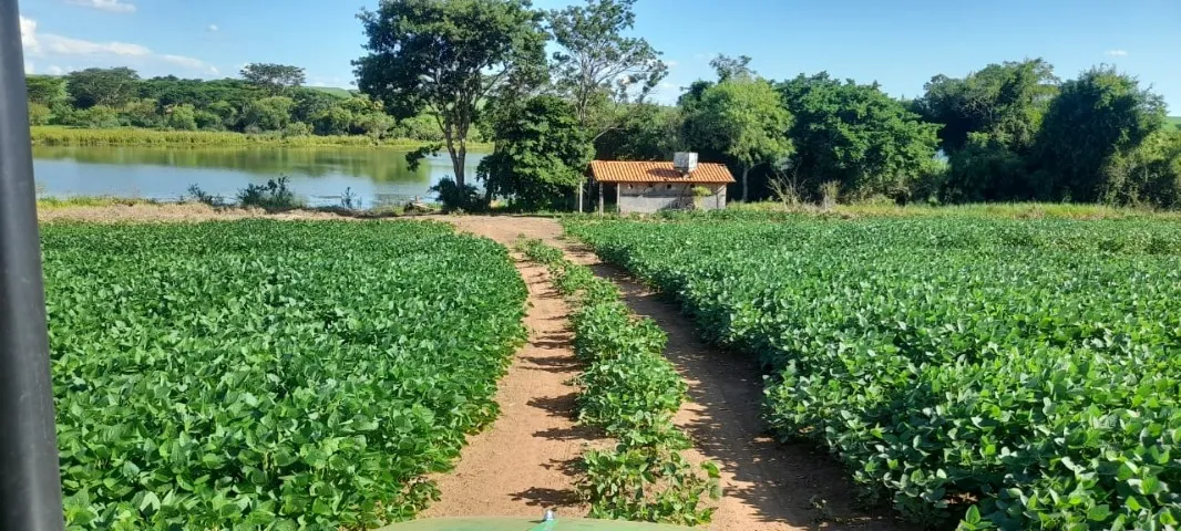 63 Alqueires de SOJA no Município de Zacarias SP as Margens do Rio Tietê.