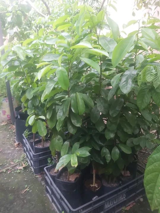 MUDA GOIABA TAILANDESA VERMELHA ENXERTADA  - Foto 4