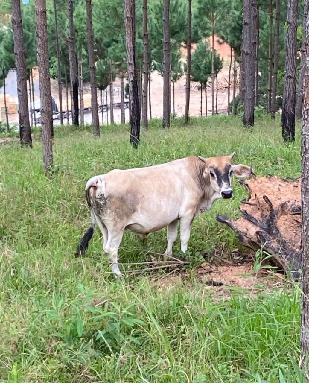 Boi tourinho bezerro 