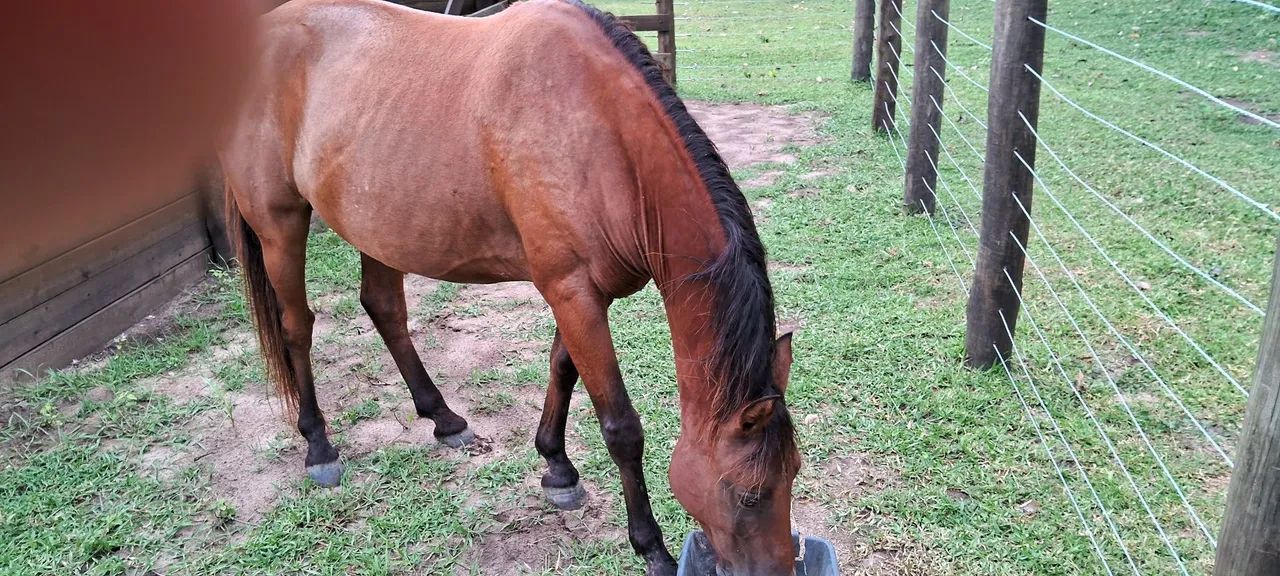 Cavalo Quarto de Milha  - Foto 2