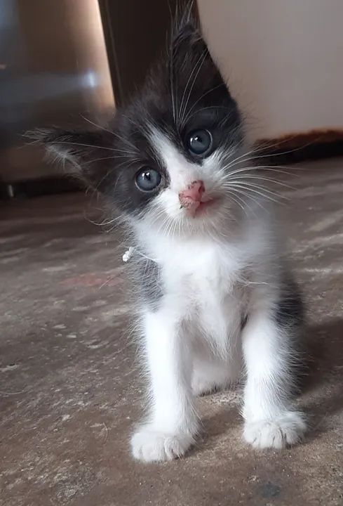 Adoção responsável 