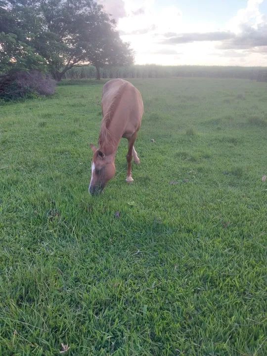 Vende-se égua  - Foto 2