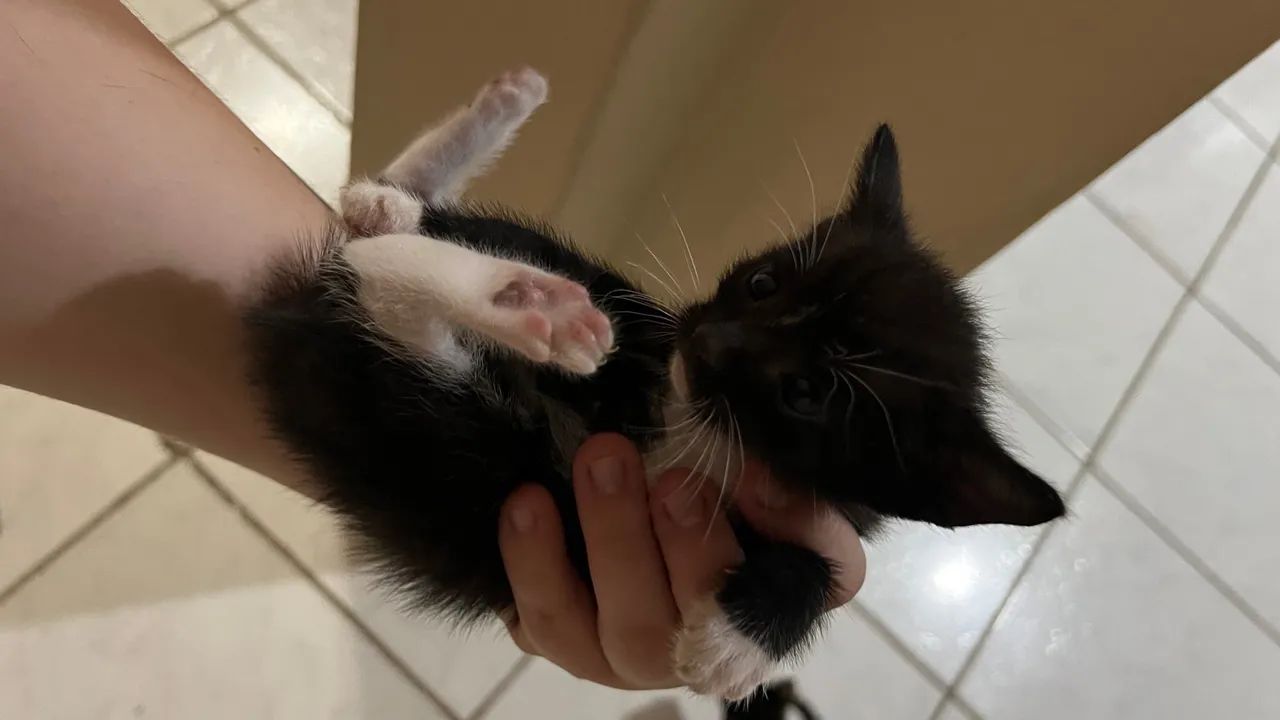 Adoção de gatinhos!  - Foto 2