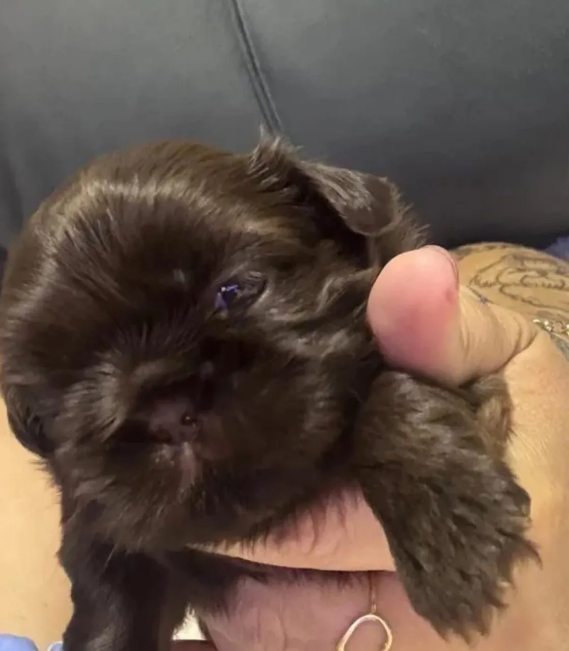 Filhote Shih Tzu de cor Chocolate