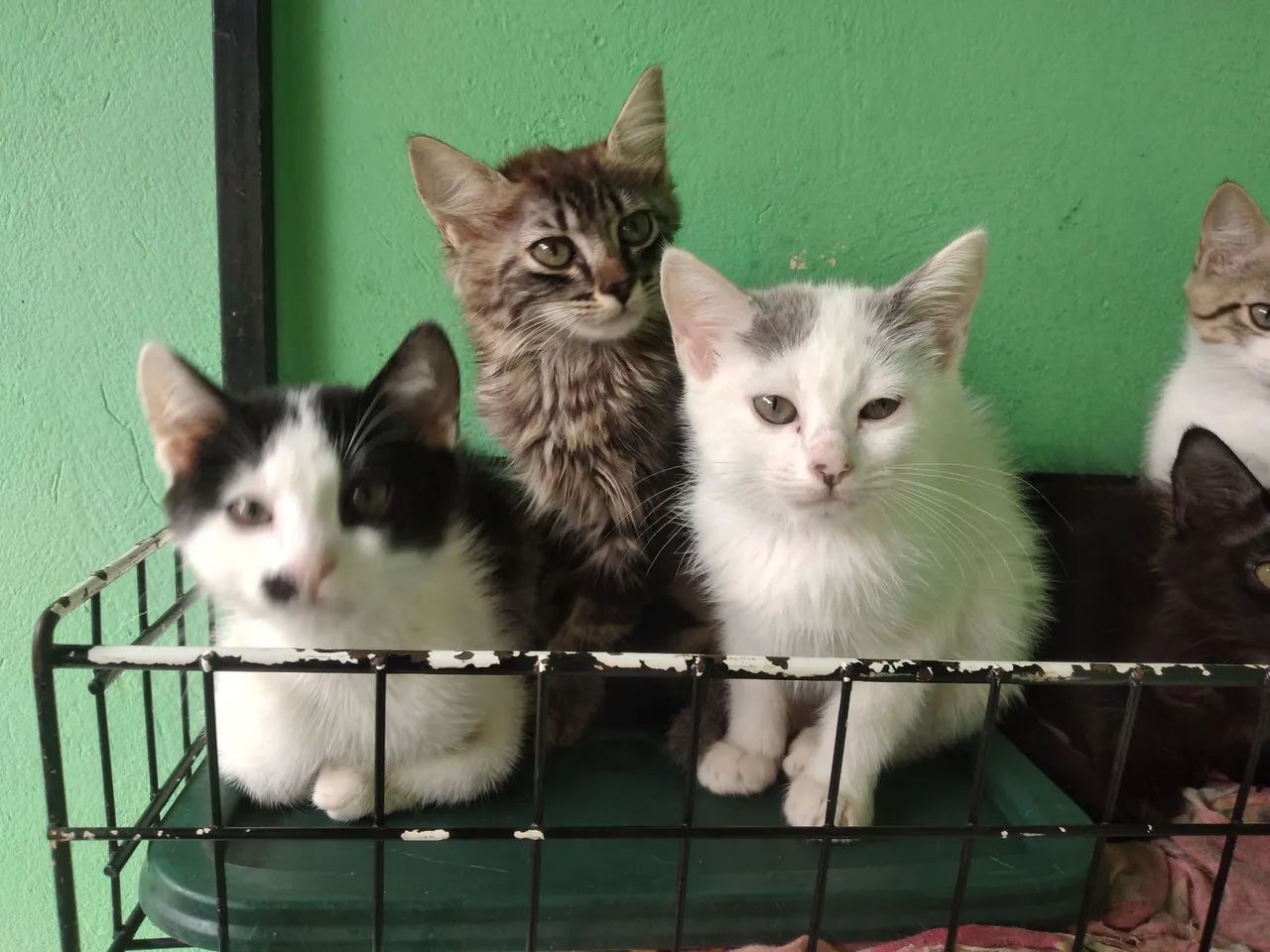 Lindos gatinhos pra doação 