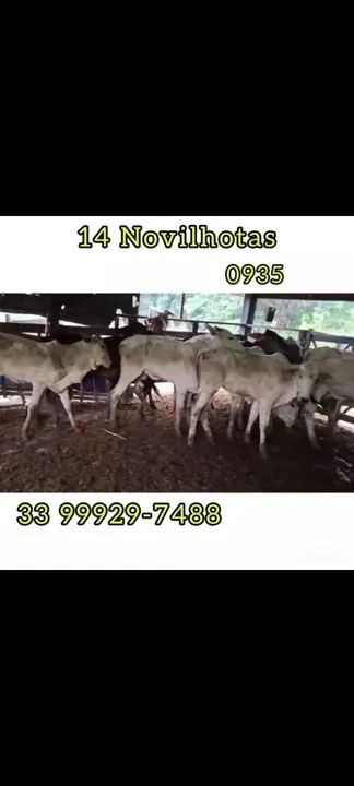 14 Novilhotas  - Foto 2