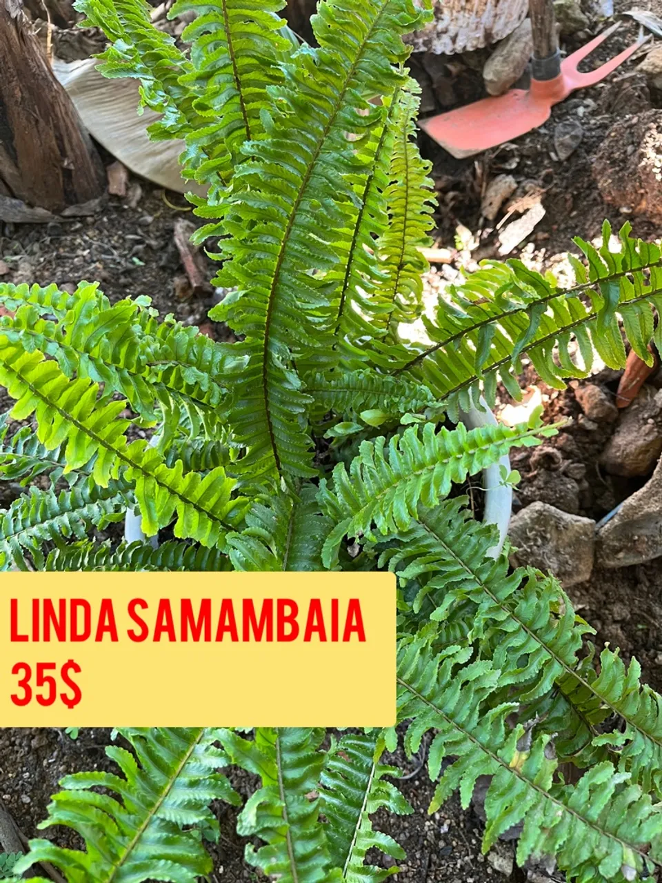 Linda Samambaia