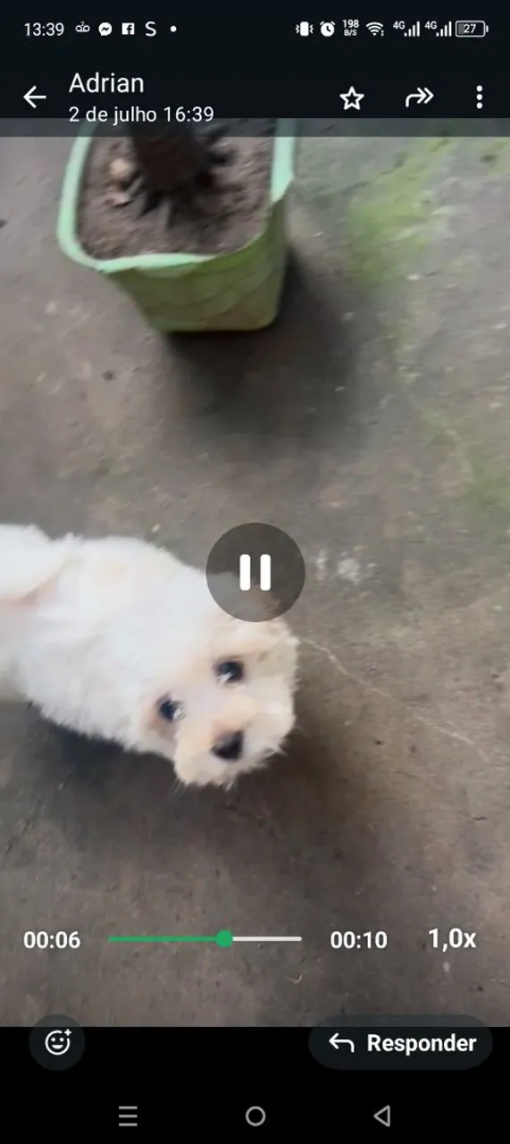 Temos lindos maltês puros fêmea e macho