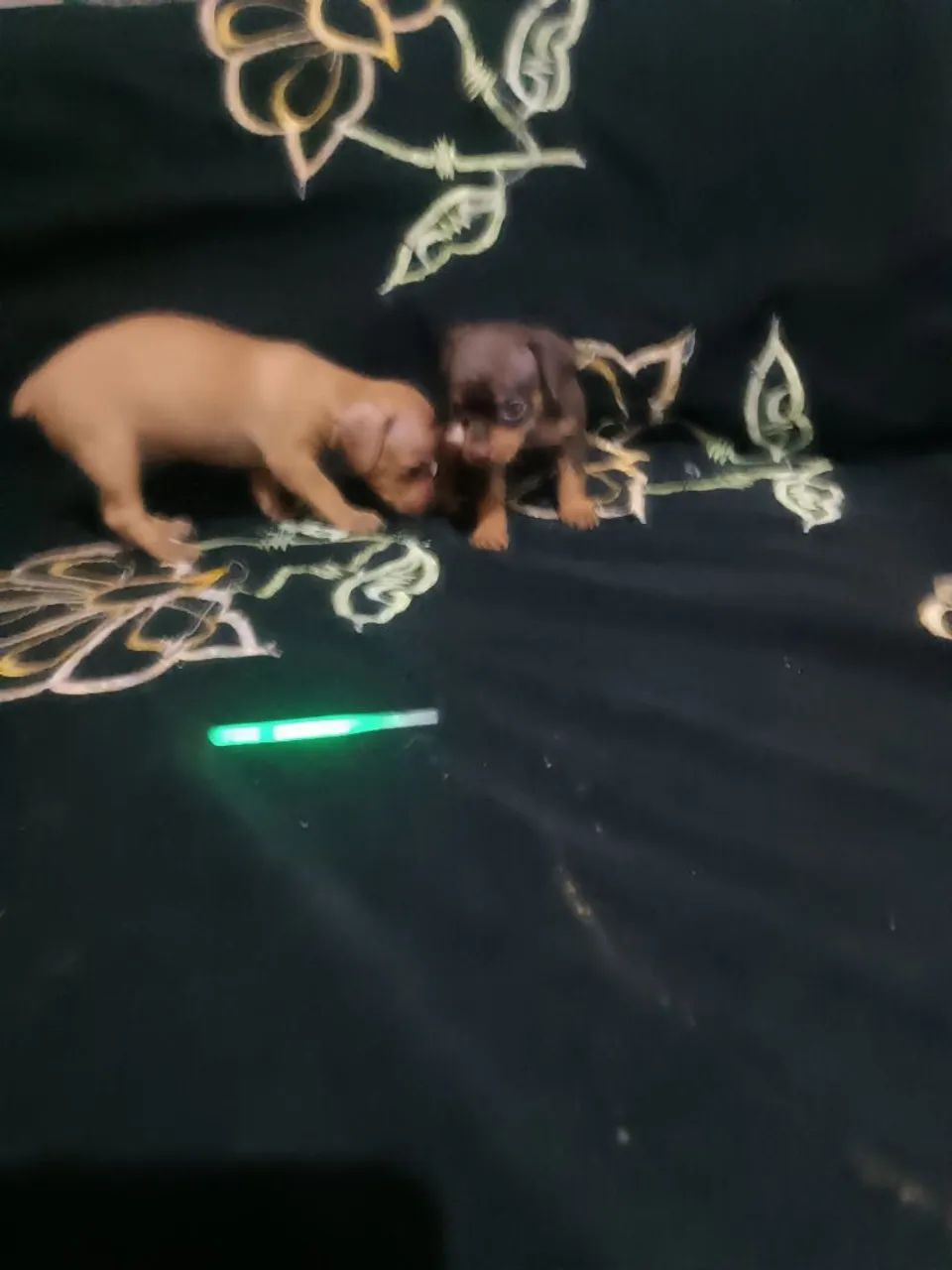 filhotes de Pinscher femea - Foto 2