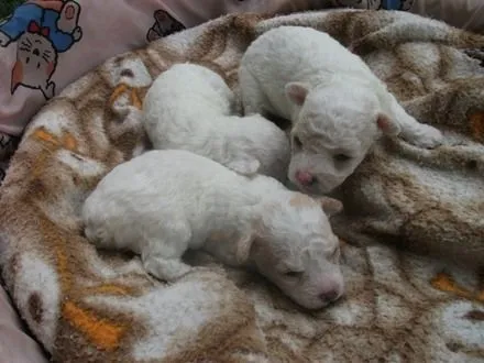 Filhotes de Poodle n 01