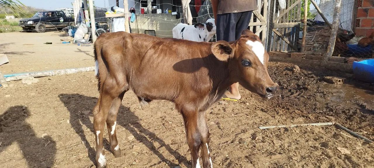 Bezerros de mamadeira  - Foto 3