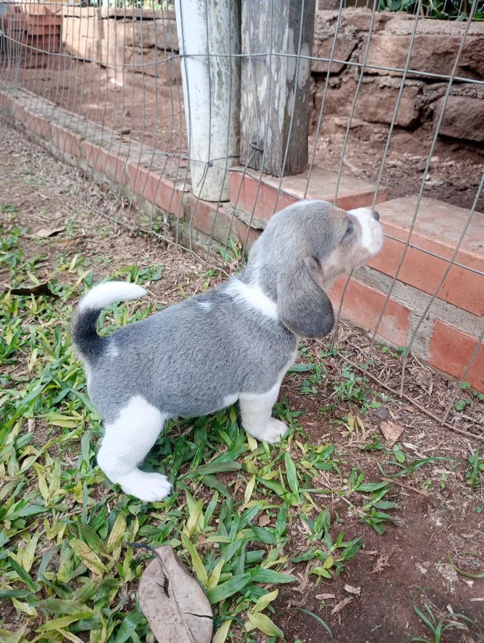 filhotes Beagle - Foto 3