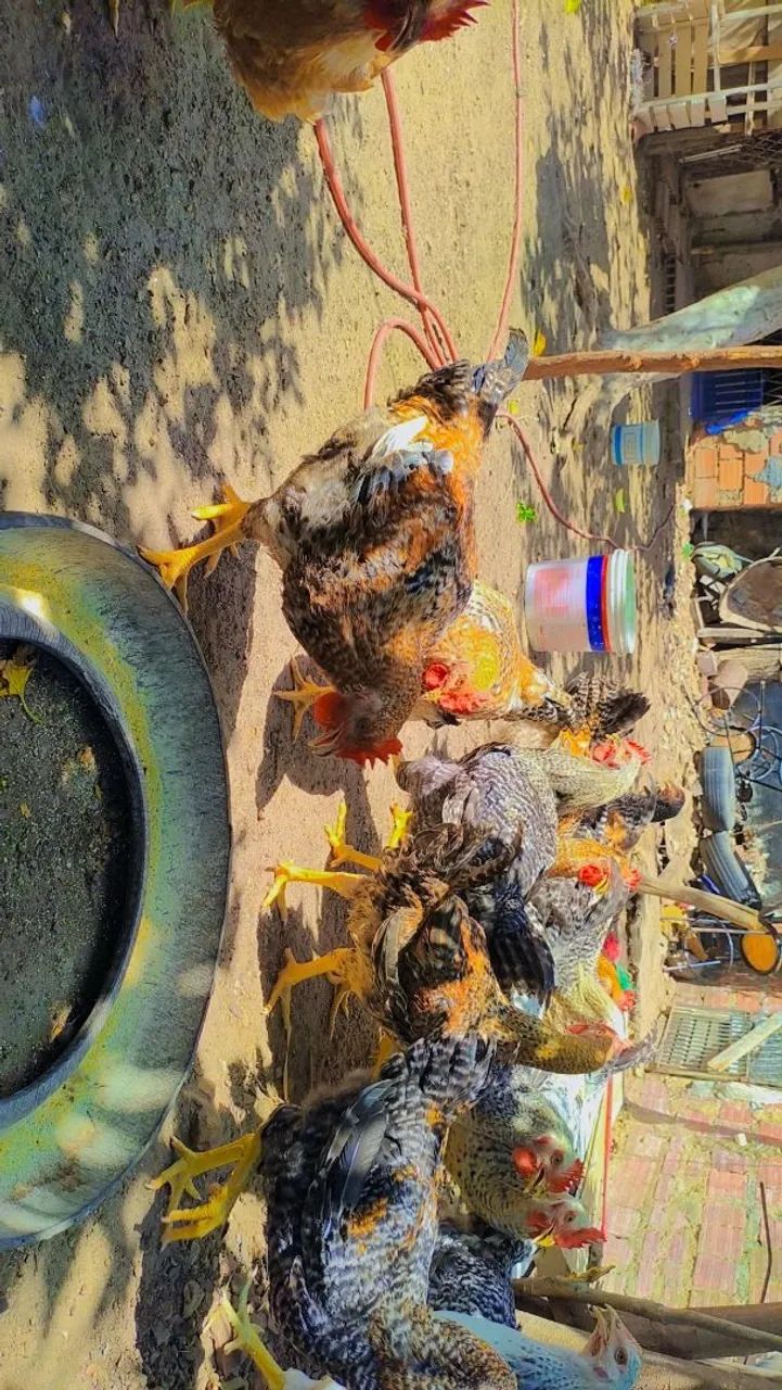 Galinhas Caipirão  - Foto 5